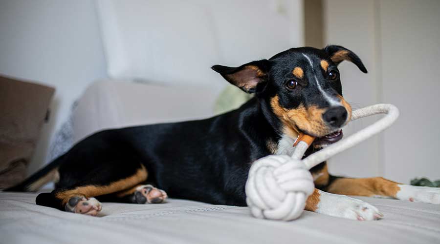 Die 5 beliebtesten Hundespielzeuge