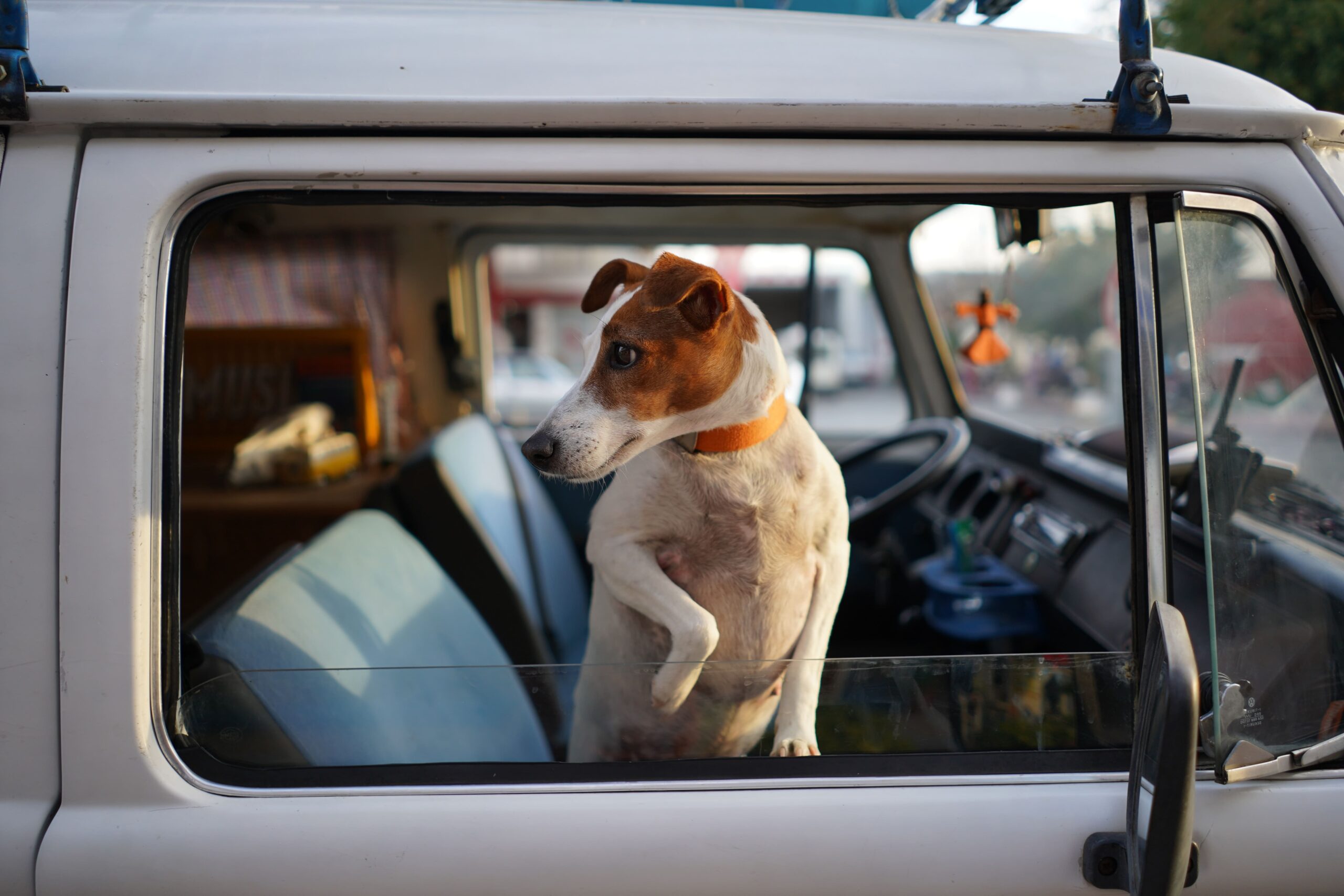 Sommerurlaub mit Hund – Teil 3 (Anreise mit dem Auto)