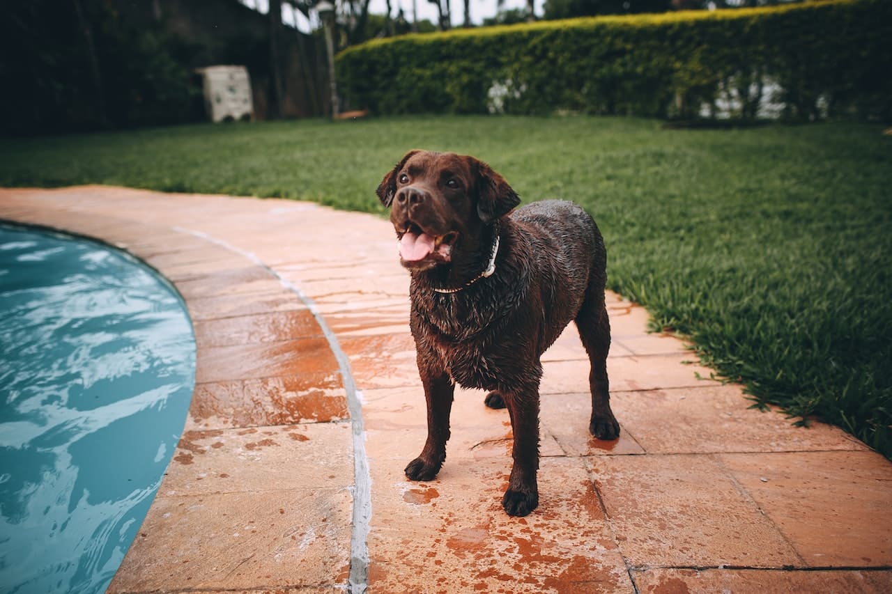 Sommerurlaub mit Hund – Teil 4 (Aktivitäten und rücksichtsvolles Verhalten Urlaubsort)